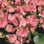 Afbeelding Begonia Semperflorens Premium Rose